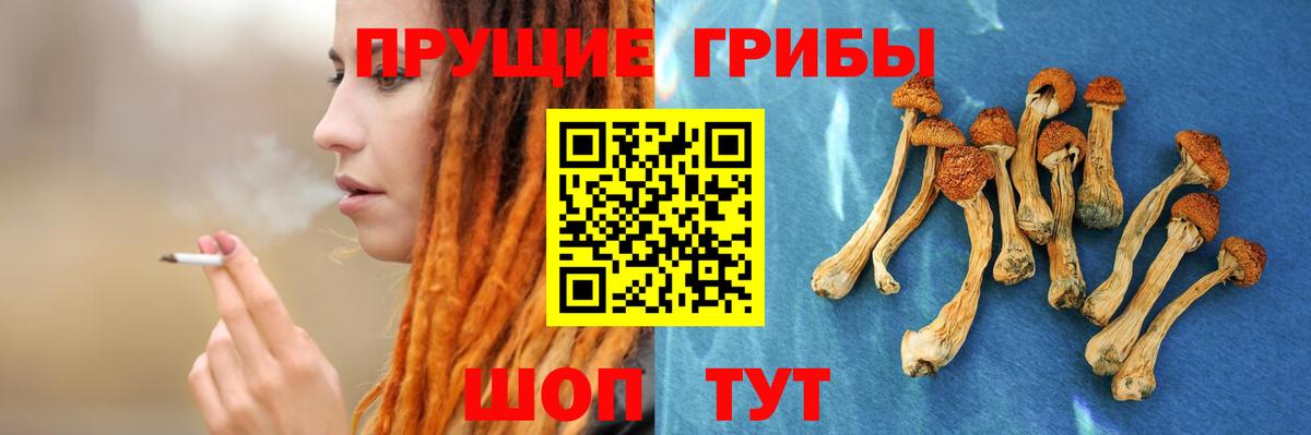 Псилоцибиновые грибы мицелий Гатчина